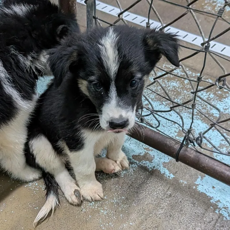 A baby medium-sized female Black Mixed Breed dog named SCharlotte for adoption in Tulsa, OK