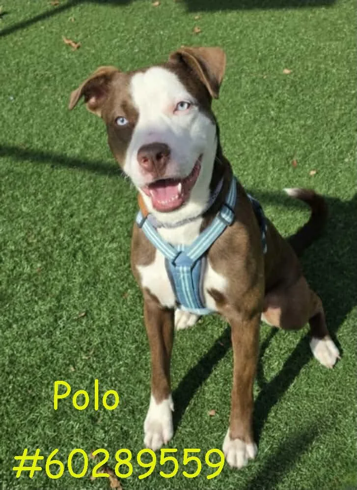 Polo