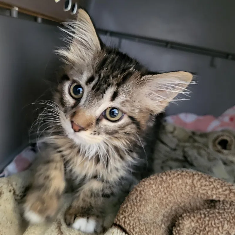 A baby small-sized female Brown / Chocolate Domestic Medium Hair cat named Dancing for adoption in Kanab, UT