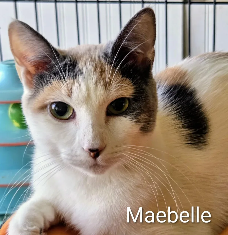 An adult medium-sized female Dilute Calico Domestic Short Hair cat named Maebelle for adoption in Colfax, IA