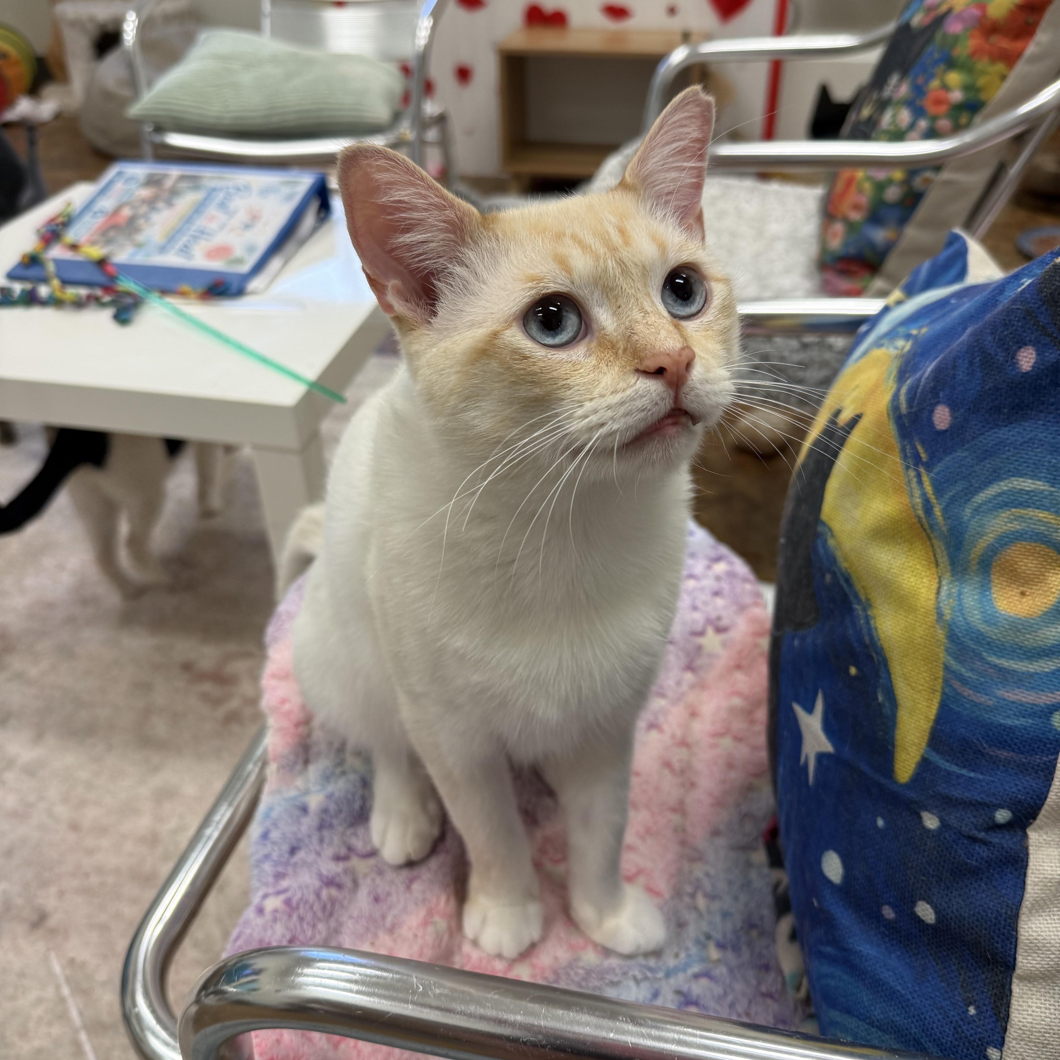 A young medium-sized male Flame Point Siamese cat named Odyssey for adoption in Miami Beach, FL