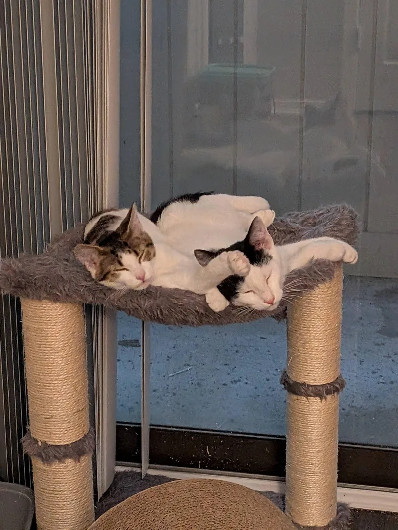 A baby medium-sized male Black & White / Tuxedo Domestic Short Hair cat named Cheese for adoption in Tucker, GA
