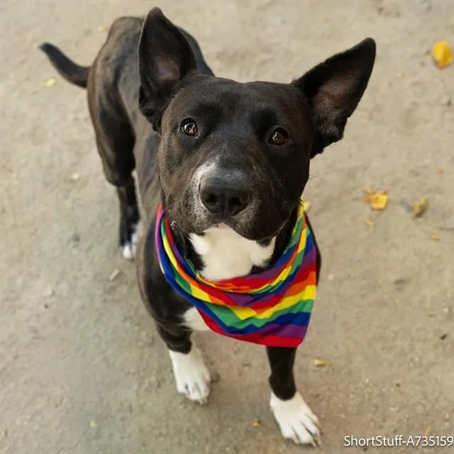 An adult large-sized male Pit Bull Terrier dog named Short Stuff for adoption in Sacramento, CA