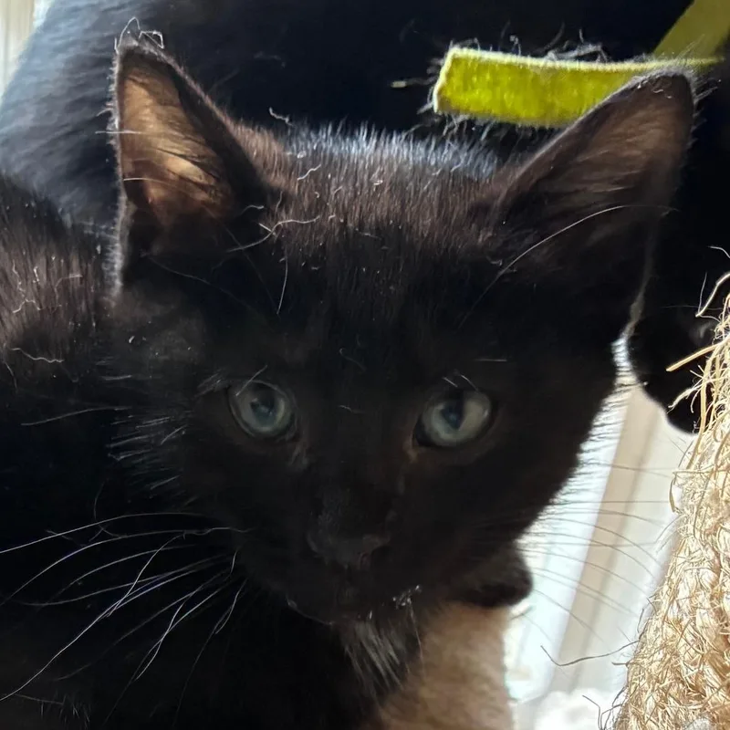 A baby small-sized female Domestic Short Hair cat named Opal for adoption in Cumming, GA