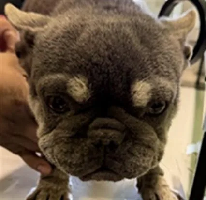 An adult small-sized female French Bulldog dog named Rustee for adoption in Los Angeles, CA