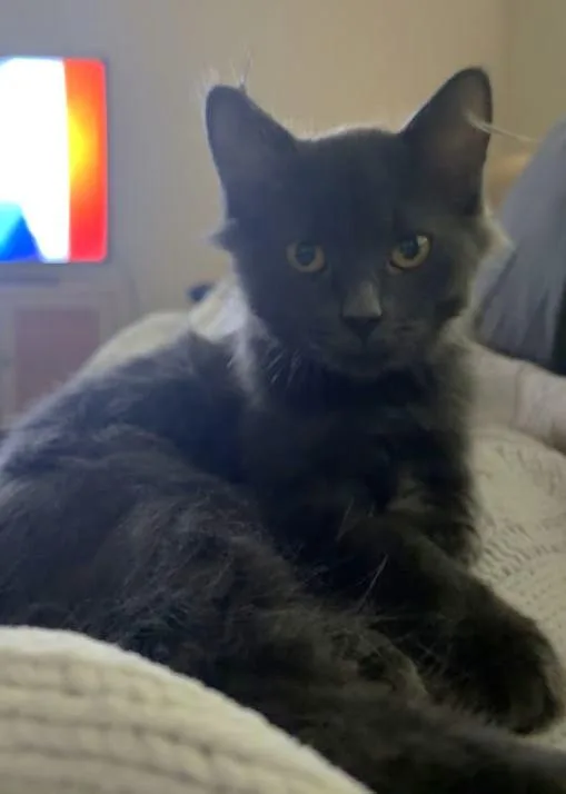 A baby large-sized male Domestic Long Hair cat named Everest for adoption in Lake Orion, MI