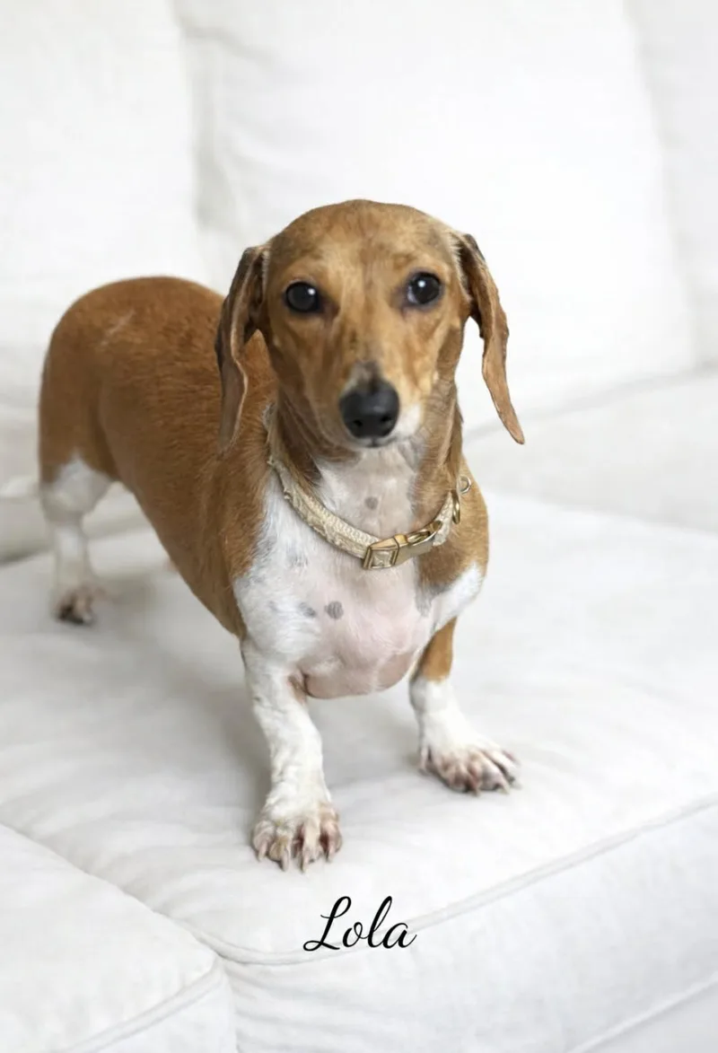 A young small-sized female Dachshund dog named Lola for adoption in Allen, TX