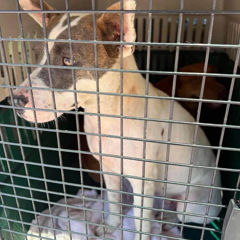 An adult small-sized female White / Cream Mixed Breed dog named Barbie for adoption in Huntington, WV