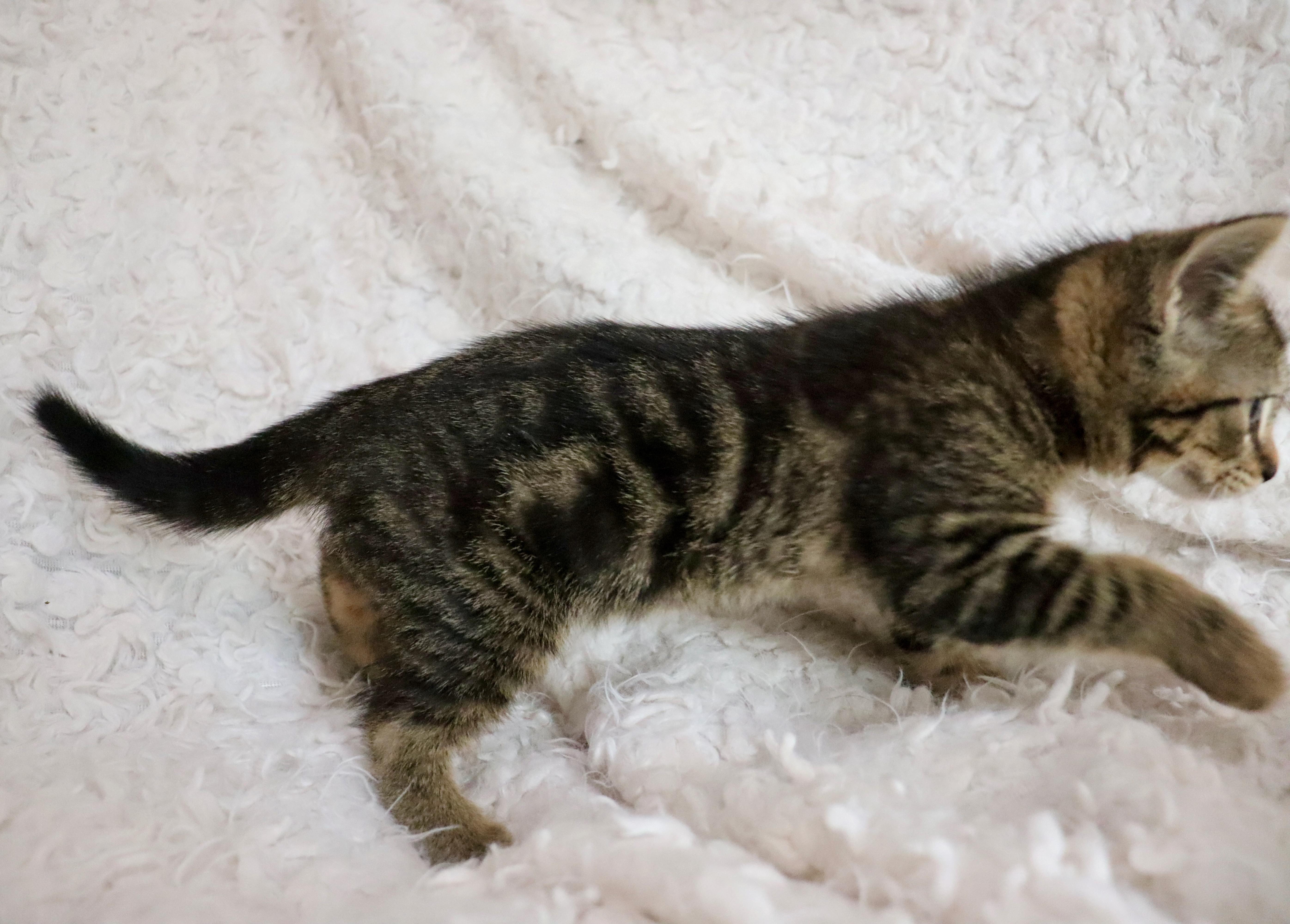 A baby medium-sized male Tabby (Brown / Chocolate) Tabby cat named Flip for adoption in Saint Augustine, FL