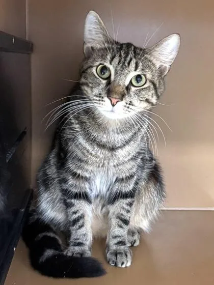 A young medium-sized male Domestic Short Hair cat named Madrid $ for adoption in Seneca, SC