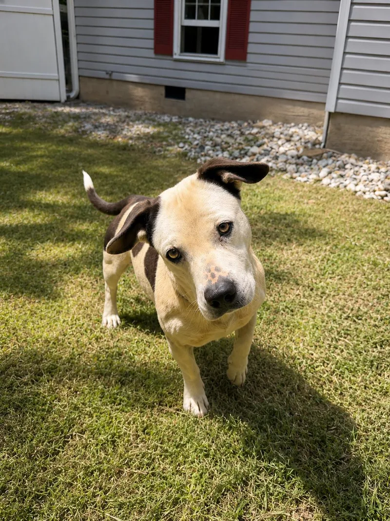 An adult medium-sized male Dachshund dog named Low Rider for adoption in Dahlonega, GA