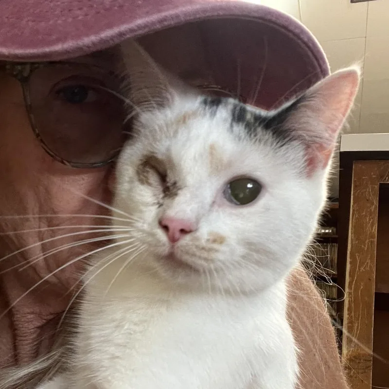 A young small-sized female Calico Domestic Short Hair cat named Anna for adoption in Normal, IL