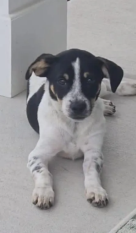 A baby small-sized male Terrier dog named Mico for adoption in GREENVILLE, NC