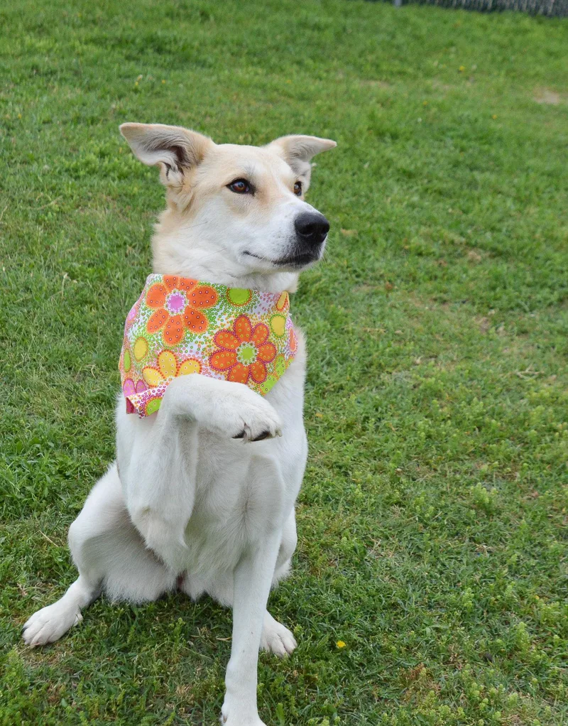 An adult medium-sized female Collie dog named Coco for adoption in McKinney, TX