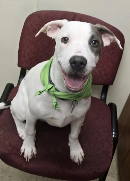 A baby medium-sized female Gray / Blue / Silver Mixed Breed dog named Diamond for adoption in Hamilton, OH