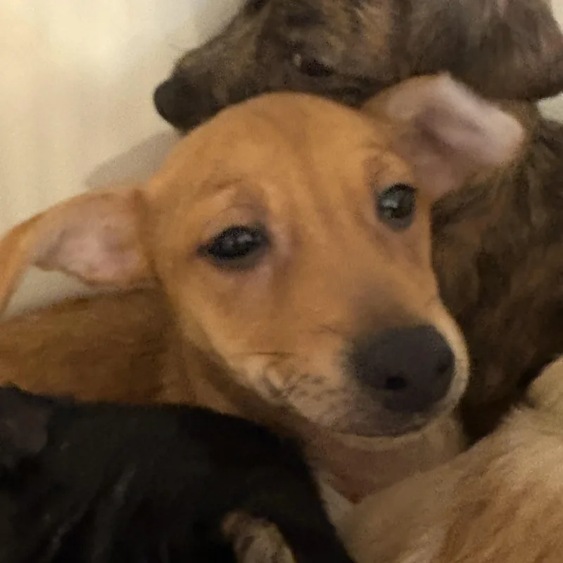 A baby small-sized male Red / Chestnut / Orange Chiweenie dog named Coriander Cinnamon for adoption in Oklahoma City, OK