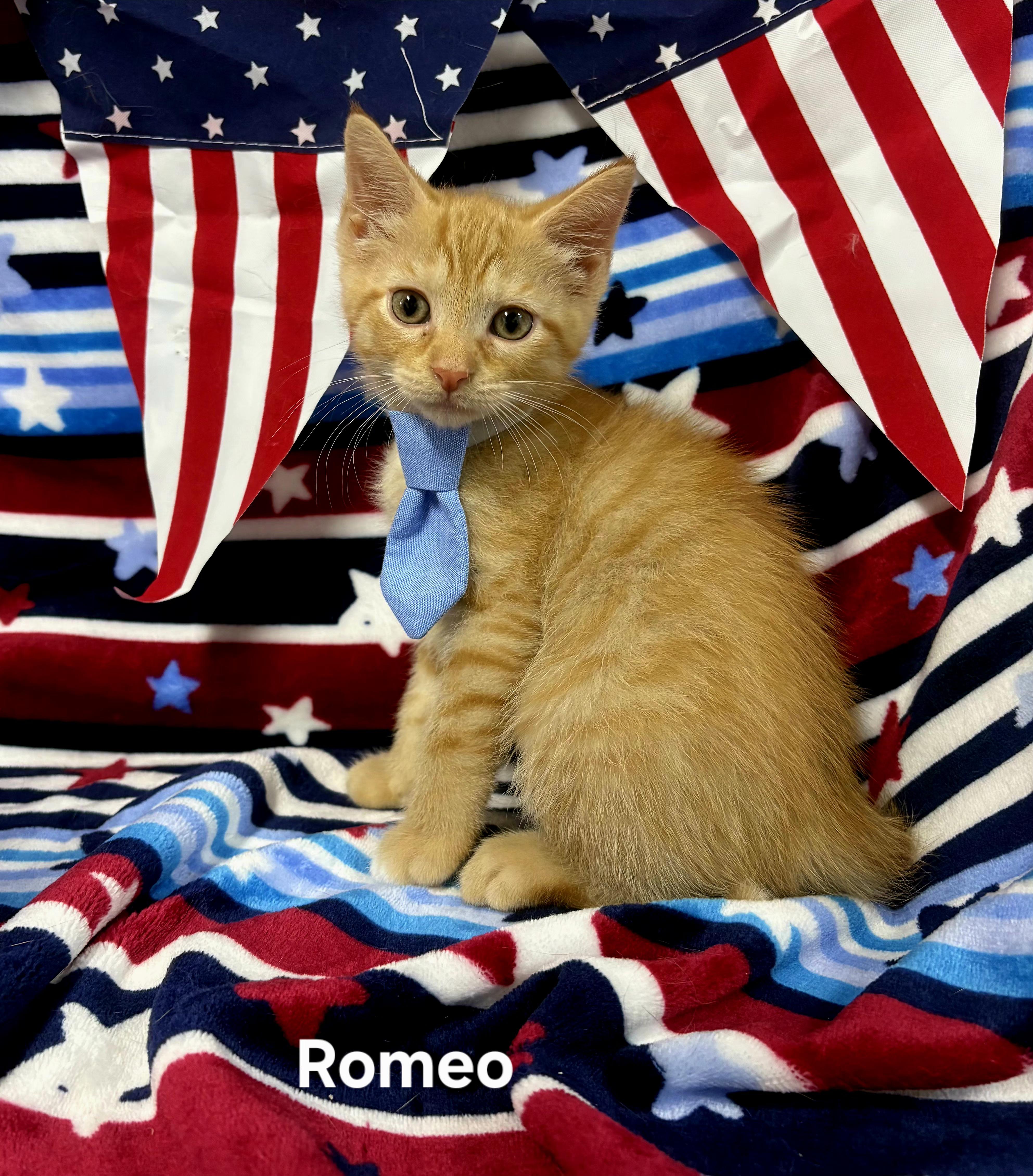 A baby medium-sized male Orange & White Domestic Short Hair cat named Romeo for adoption in Delray, WV