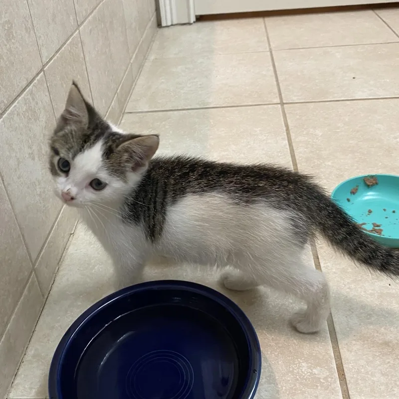 A baby medium-sized female Tabby (Gray / Blue / Silver) Domestic Short Hair cat named Chamomile for adoption in Murfreesboro, TN