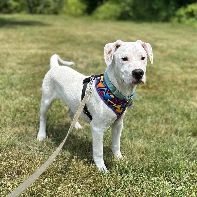 A baby medium-sized male Terrier dog named Komet for adoption in Candler, NC