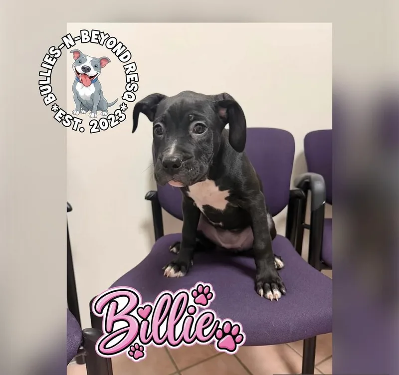 Billie thumbnail 2