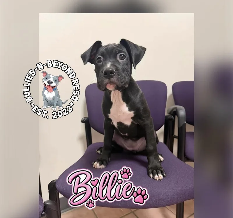 Billie thumbnail 3