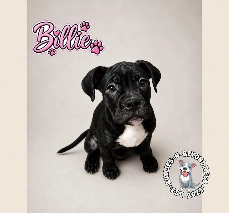 Billie thumbnail 4