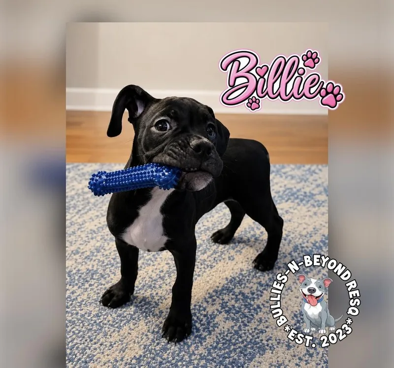 Billie thumbnail 5