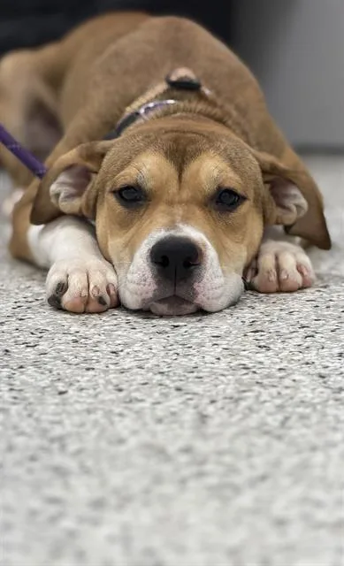A baby small-sized female American Staffordshire Terrier dog named Cin for adoption in Canfield, OH