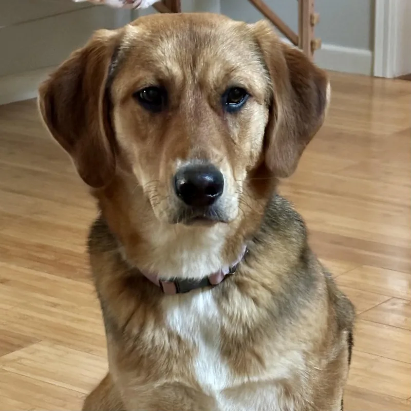 A young medium-sized female Golden Retriever dog named Sandy for adoption in Prior Lake, MN