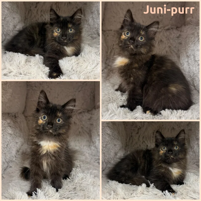 A baby small-sized female Tortoiseshell cat named Junipurr for adoption in Louisville, KY