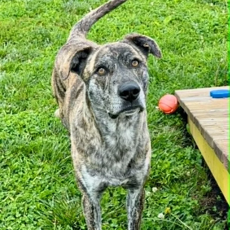 An adult large-sized male Tennessee Treeing Brindle dog named Ozzie for adoption in Rushville, IL