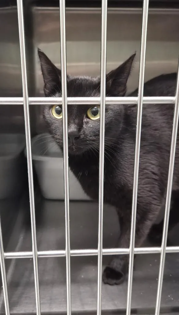 A young medium-sized female Domestic Short Hair cat named Cherry for adoption in Athens, TN