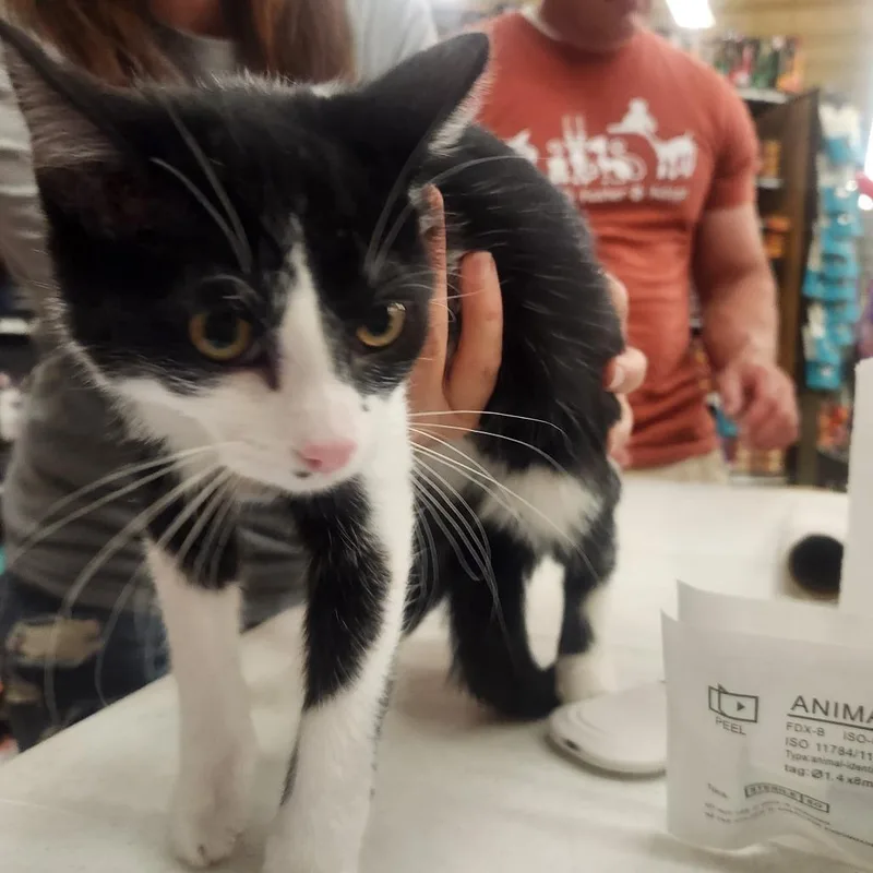 A baby small-sized female Black Domestic Short Hair cat named Willow for adoption in Layton, UT