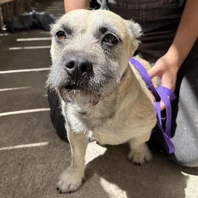 An adult small-sized male Yellow / Tan / Blond / Fawn Terrier dog named Bryce for adoption in Sonoma, CA