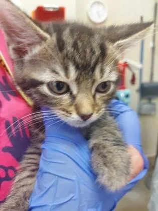 A baby small-sized male Domestic Short Hair cat named Pluto for adoption in Fishers, IN