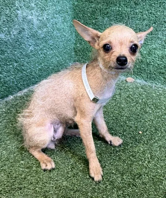 A young small-sized female Chihuahua dog named Laverne for adoption in Lancaster, CA