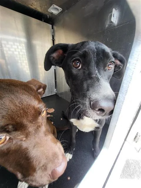 A young medium-sized male Labrador Retriever dog named Stapler for adoption in San Antonio, TX