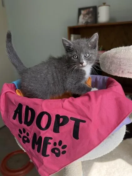 An adult small-sized female American Bobtail cat named Lyra for adoption in Barnesville, GA