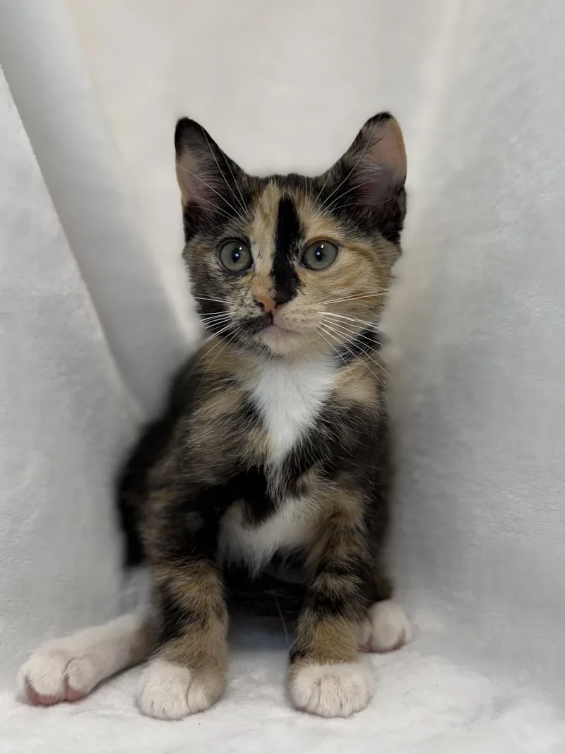 A baby medium-sized female Domestic Short Hair cat named Pompom for adoption in Greensboro, NC