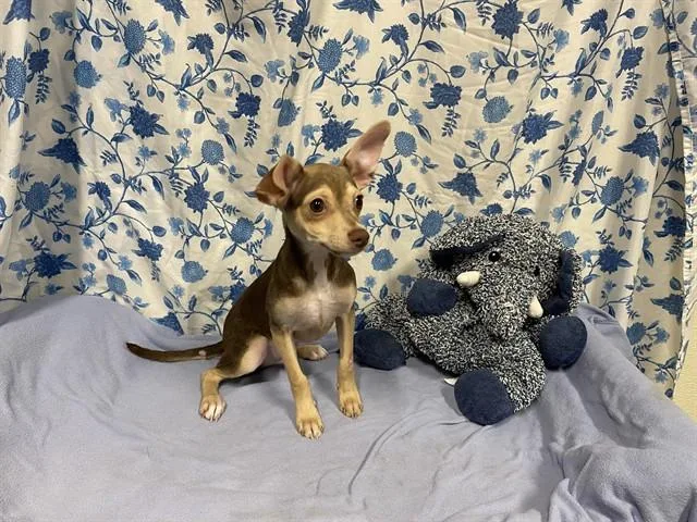 A baby small-sized male Chihuahua dog named Koda for adoption in Modesto, CA