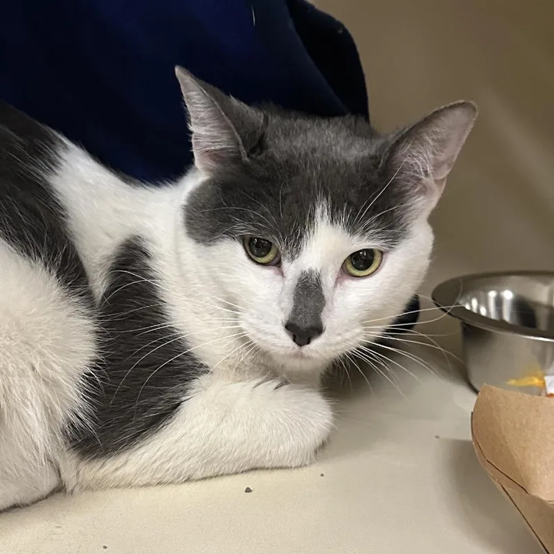 A young medium-sized female Gray / Blue / Silver Domestic Short Hair cat named TemPURRa for adoption in Hinsdale, IL