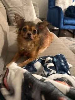 A senior small-sized female Black Chihuahua dog named Parris for adoption in Tulsa, OK