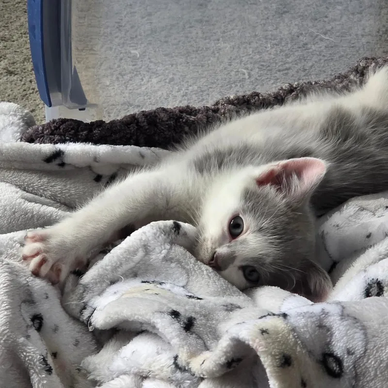 A baby small-sized male Gray / Blue / Silver Domestic Medium Hair cat named Fin for adoption in Johnstown, PA