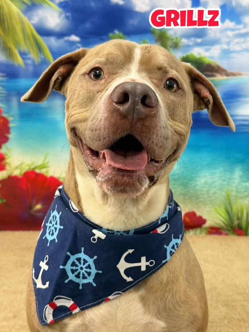 A young large-sized male Yellow / Tan / Blond / Fawn Mixed Breed dog named Grillz for adoption in Flint, MI