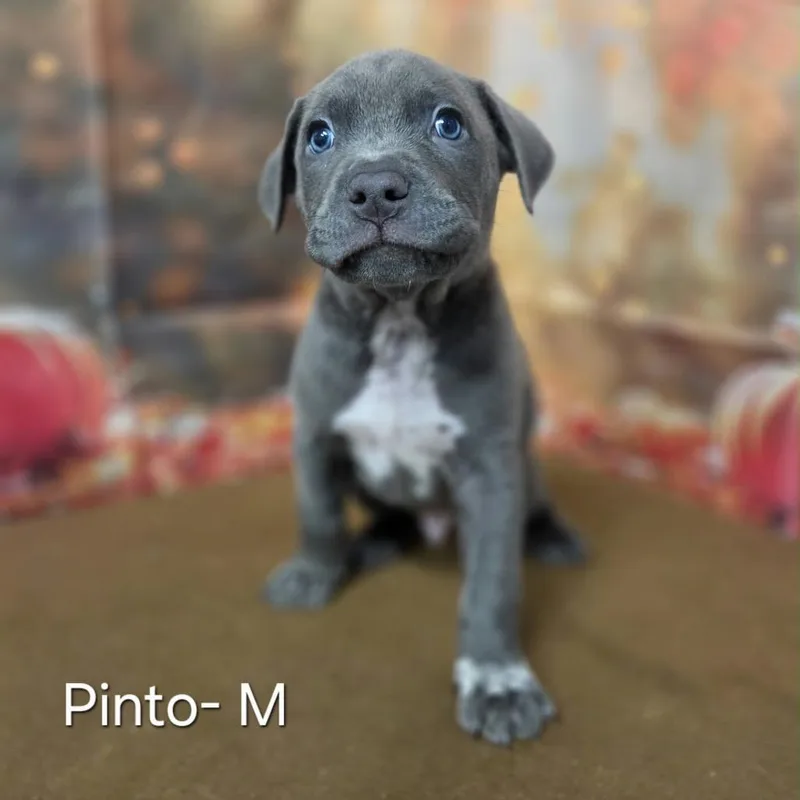 A baby medium-sized male Pit Bull Terrier dog named Pinto for adoption in Griswold, CT