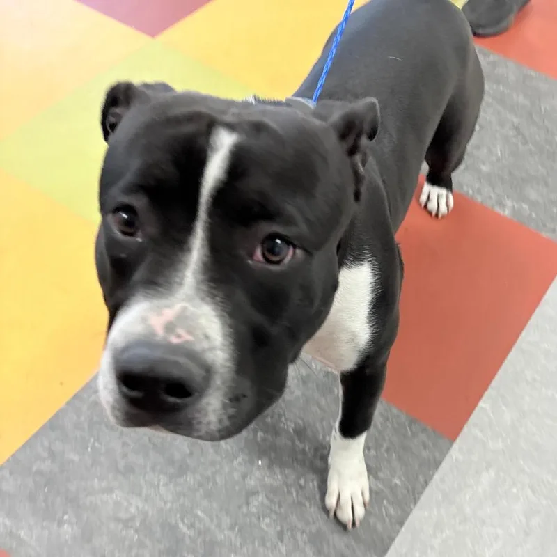 An adult medium-sized male Black Mixed Breed dog named Mr Bean for adoption in Philadelphia, PA
