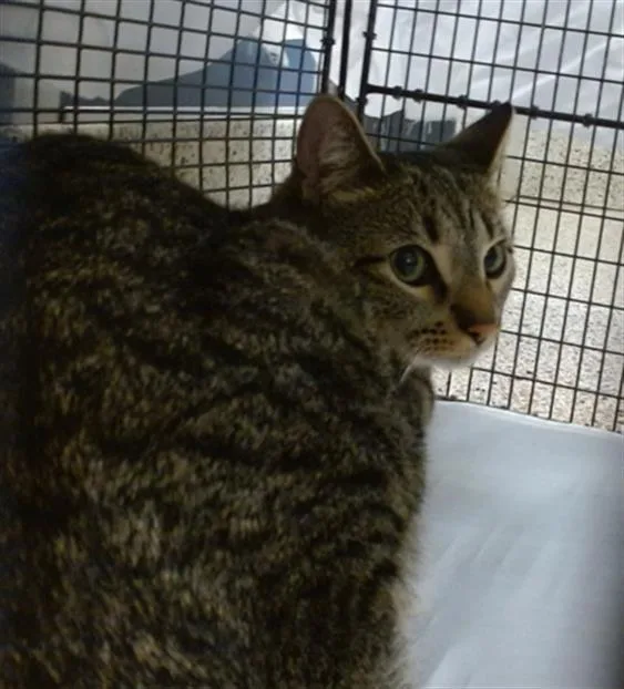 A young small-sized female Domestic Short Hair cat named Zelda for adoption in Miami, FL