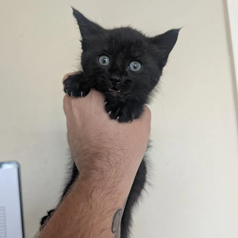A baby small-sized male Black Domestic Short Hair cat named Onyx for adoption in Fredericksburg, TX
