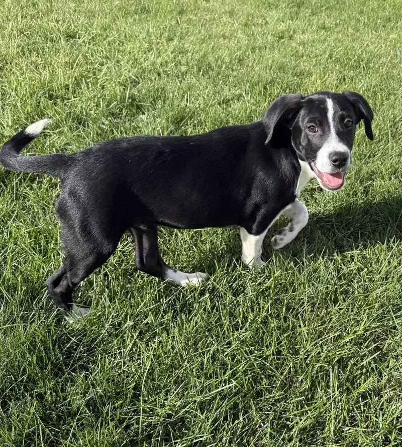 A baby medium-sized male Labrador Retriever dog named Texas Ranger for adoption in Salt Lake City, UT