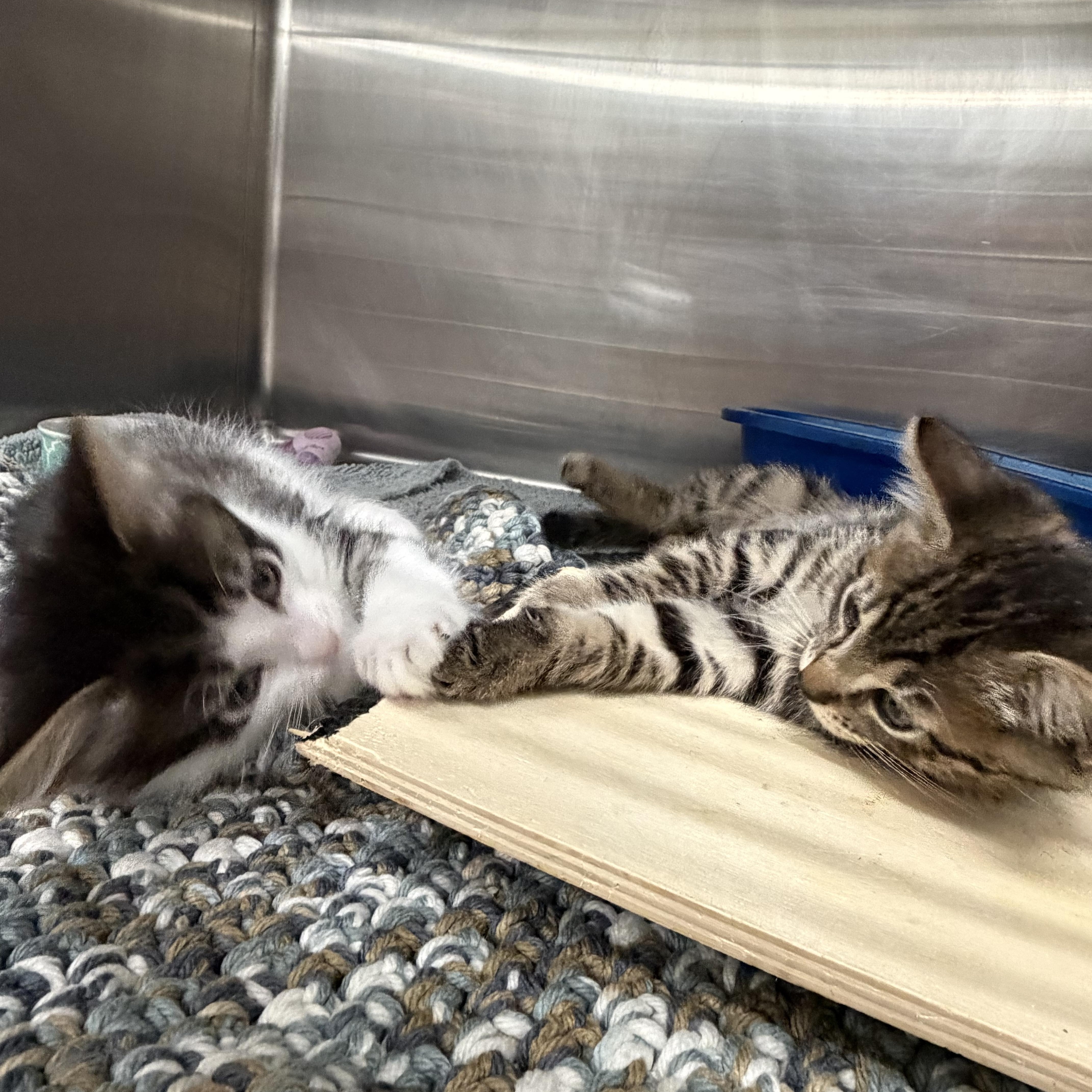 A baby medium-sized female Tabby (Brown / Chocolate) Domestic Medium Hair cat named Puffin for adoption in Kent, WA